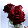 saudiwale3