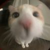 user38472772_