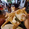 nyanko_master