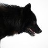 wolfbutch