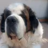 gianpol73