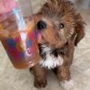 teektokpup