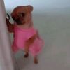 chihuahuainpinkdress
