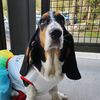 hemingway_thebasset
