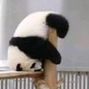 misterpandaofficiel