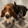 tuckerandjellybean2