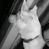 _kushal11