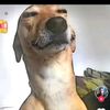 fdefeddedguzvargas