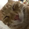 bahadirthecat