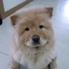 mija_chowchow