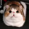 fat_cat1984