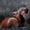 tania_0681