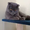 leowthemeow