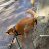 seucute_