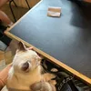maeko_02