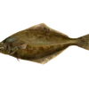 paltuss