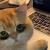 sleepeecat