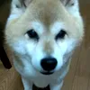 kotekun_17yearsold