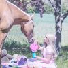 lugosthepalomino