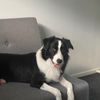 bordercolliegirlmaya