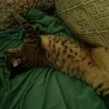 khadija.farah_