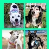 lance_robin_perla_stitch