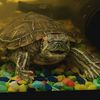 tortuga_cualquiera12