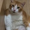 orangplanetnamex_