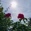 saylormon88