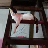 nguynhonganhtuan3