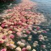 southerncoralreef