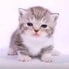 loopluvz