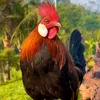 dakrlap_daknong
