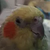 faustopedro1