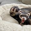 cookiesandcreamferrets