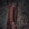 equestrian_ewcza