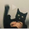 catsbloop1