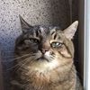 iliketopetcutecats