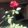 thaisluz18