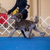 makai.poodles