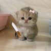 small.human_