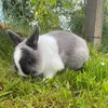 elsa_fenouille_lapin