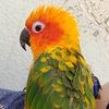 mangothebird0421