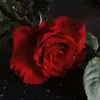 fridarini_