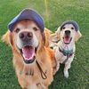 sammythegolden2477