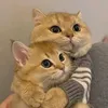 wifeyofnaoufal