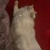 grazyslip