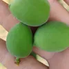 sham__9595