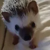 oreoeuc