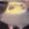 fartpee___chan